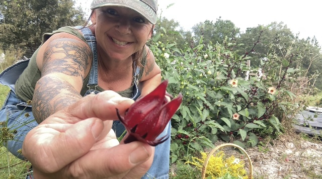 jenny harvesting roselle